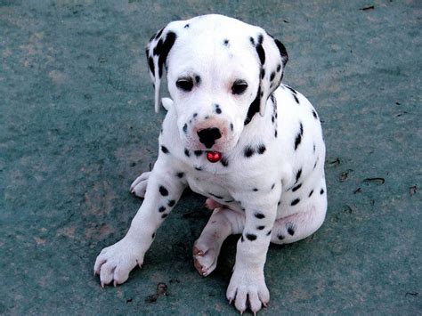 Again, you must start your dalmatian puppy off on the right foot by teaching him what he needs to know and you must avoid. Dalmatian Puppies - Pet Adoption and Sales