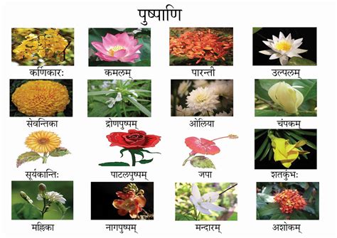 संस्कृतसंजीवनी Flowers Names In Sanskrit
