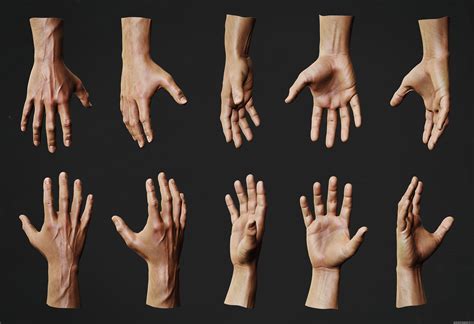 Hand Anatomy Study Andor Kollar Character Artist Hand Anatomy