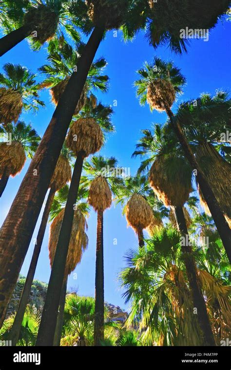 Upwards View Of Tall Palm Trees From Indian Canyon In Palm Springs