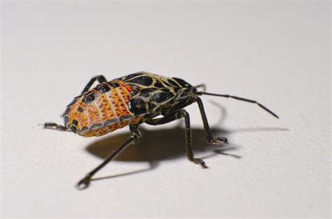Free Images Insect Fauna Invertebrate Close Up Chinche Bicho