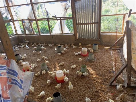 Beginners Guide How To Start Poultry Farming Business In Uganda