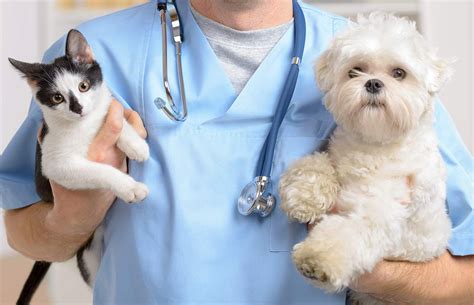Pet Surgery Durham And Chapel Hill Veterinarian