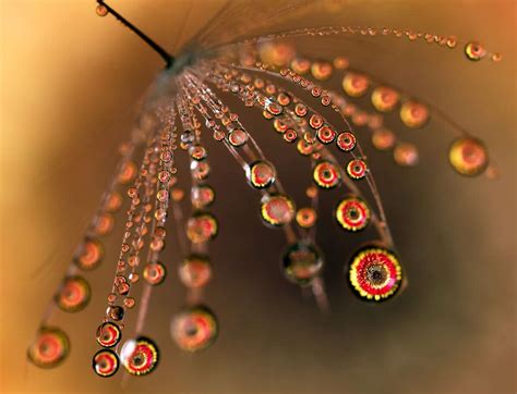 Macro Photographs Of Water Droplets Show Natures Overlooked Beauty