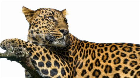 Wallpaper Wildlife Big Cats Leopard Ocelot Jaguar Predator