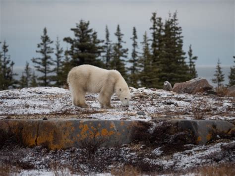Polar Bear Week On The Tundra Polar Bears International