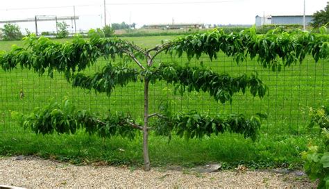 How To Espalier Fruit Trees Stark Bros