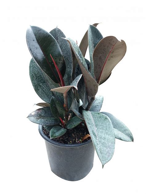 Maybe you would like to learn more about one of these? Buy Ficus elastica 'Burgundy', Rubber Plant, Indian Rubber ...