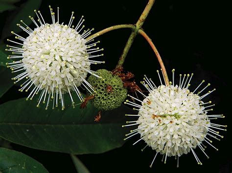 Wildflower Of The Year 2022 Buttonbush Cephalanthus Occidentalis