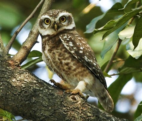 Birds Of The World Spotted Owlet