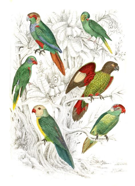 Lorius Parrakeets Illustrations By Georges Cuvier 1839 Free Vintage
