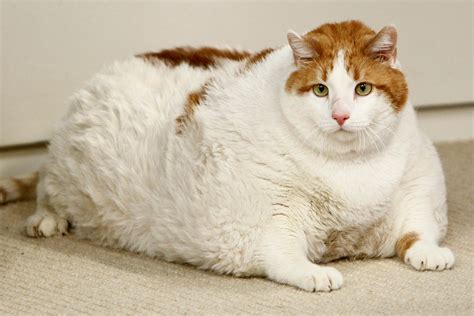 Những Chú Mèo Fat Cute Cats đáng Yêu Và đầy Sức Sống