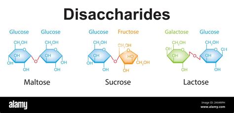 Chemical Illustration Of Disaccharides Maltose Sucrose And Lactose