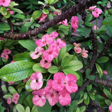 According to the new testament, a woven crown of thorns was placed on the head of jesus during the events leading up to his crucifixion. ດອກໄມ້ | Crown of thorns, Plants, Flowers