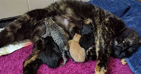 Bobtail Calico Cat Has A Very Special Litter Of Kittens Catlov