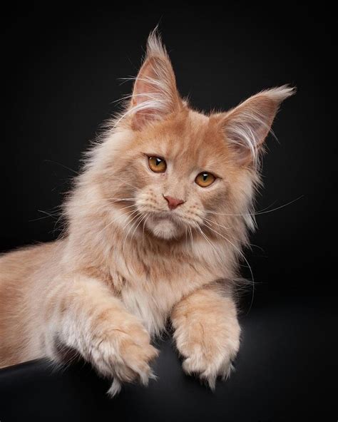Large Domestic Cat Breeds Australia Cat Meme Stock Pictures And Photos