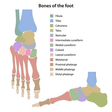 Tarsal Coalition Treatment Causes And Symptoms