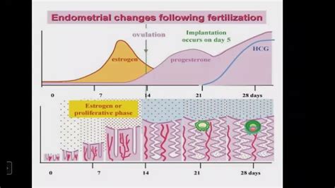94 Roles Of Hormones During Pregnancy And Parturition Youtube