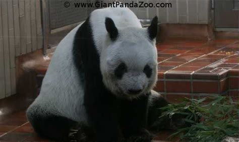 Information About Giant Panda Ling Ling Panda News