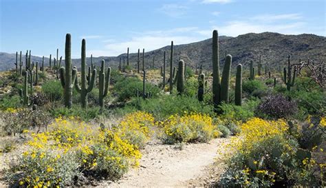 Saguaro National Park Near Tucson Arizona Located In The Sonoran
