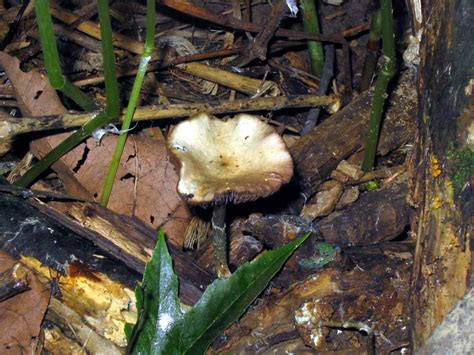 The Description Of Psilocybe Ovoideocystidiata Mushroom Hunting And