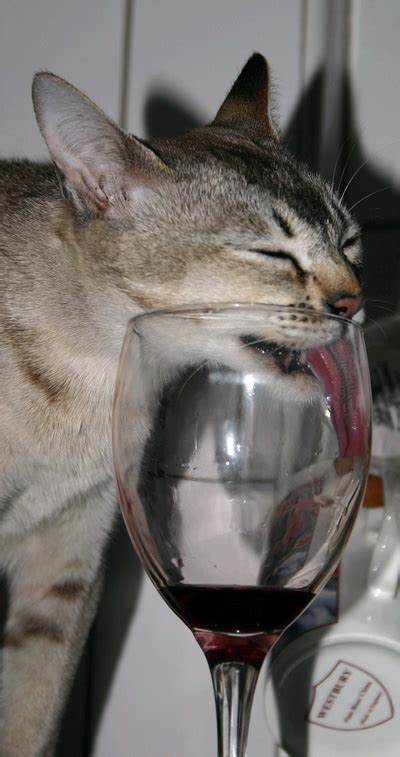 Jewish Cat Drinking Wine