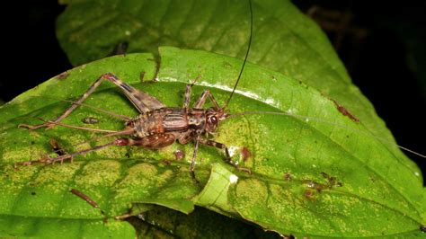 Spider Cricket Phalangopsidae From Yasuni National Park Flickr