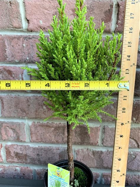 Lemon Cypress Topiary Tree You Get One Tree Indoorsout Canada