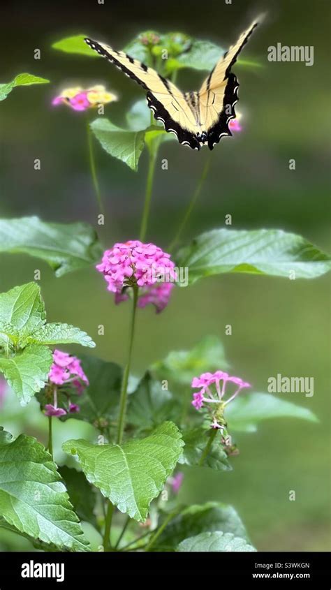 Eastern Tiger Swallow Tail Butterfly Stock Photo Alamy