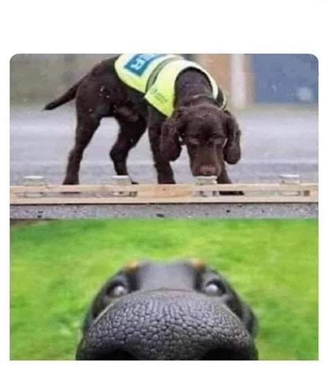 This Dog Can Smell You Blank Template Imgflip