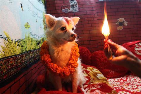 😝 Tihar Celebration Celebrating Tihar The Festival Of Lights 2022 11 23