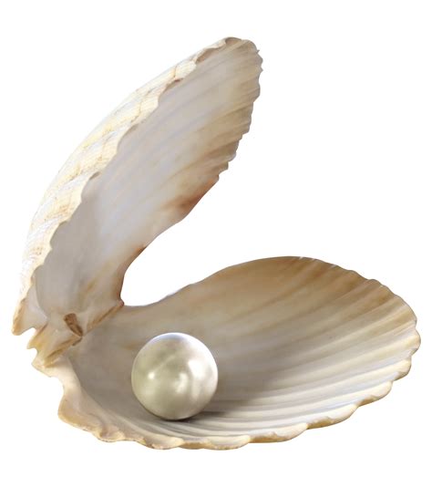 Png File Sea Shell Svg Free Png Image Transparent Png