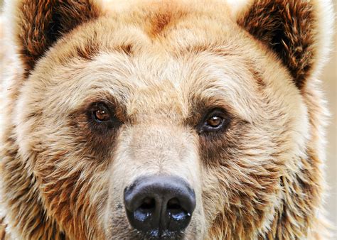 Wallpaper Bear Portrait Brown France Face Closeup Nose Zoo