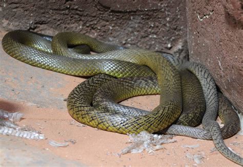 Inland Taipan Fierce Snake Oxyuranus Microlepidotus Zoochat