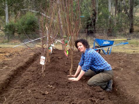 That's because summer heat and dry weather can be taxing to a newly planted tree. Stop-gap fruit tree planting: bring on the cultivated beds ...