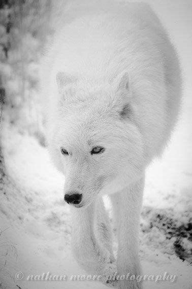 The White Wolf B By Studiobellaluce On Etsy 800 White Wolf Artic
