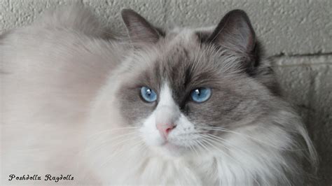 Discover The Beauty Of Blue Point Bicolor Ragdoll Cats