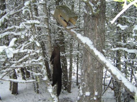 From catching a ton of mackeral and striped bass to showing my boys the local seals, pulling up lobster traps, cuttng up a scallop to taste right on his boat. Cubby construction - Trapperman Forums