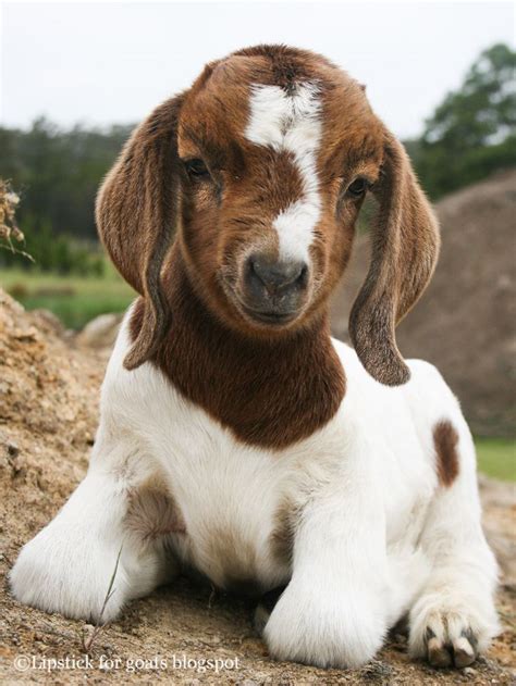 Baby Boer Goat Such A Cuite Cute Goats Baby Goats Boer Goats