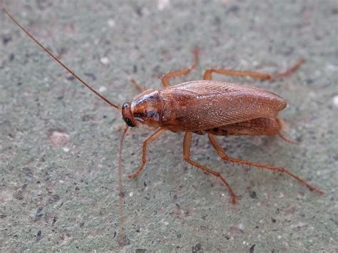 A single german cockroach female can produce over 400 nymphs in her lifetime, and your home can become infested with german roaches within just a matter of months. cockroaches. Cockroaches Identification. www.e-bedbugs.com ...