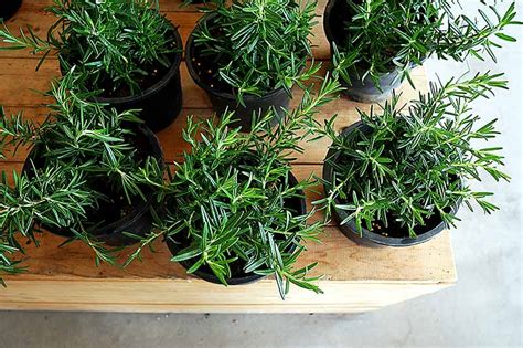 Plant it in good, well drained soil in a sunny location and to learn more about pruning and trimming rosemary you can check out this article: How to Grow Rosemary in the Home Herb Garden | Gardener's Path