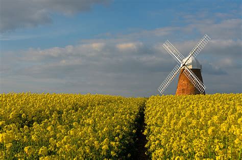 The Halnaker Windmill Amonst Rapeseed Bild Kaufen 70938705