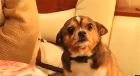Sad Dog Will Melt Your Heart Video Huffpost Uk