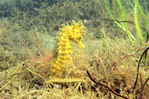 5 Of The Best Places To Dive With Pygmy Seahorses Underwater360