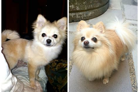 These puppies can easily be mistaken for there's a reason why the shedding has a name like puppy uglies. the puppy's fur has lots of. Pomeranian uglies before and after (our little guy is ...