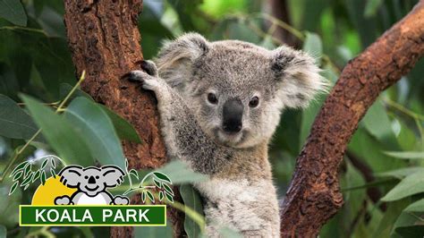 Lone Pine Koala Sanctuary Tour Brisbane Australia Youtube
