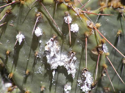 Here's what larry and brigid larson wrote: Desert Packrat: Prickly Pear