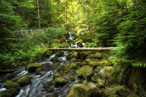 745310 Oregon Forests Usa Stones Moss Stream Rare Gallery Hd