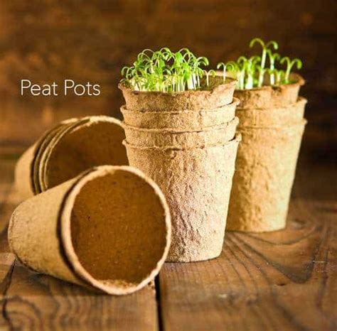 What Is Peat Moss How To Best Use Peatmoss In The Garden