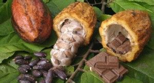 Guayaquil será sede del Primer Salón del Cacao y Chocolate Ecuatoriano